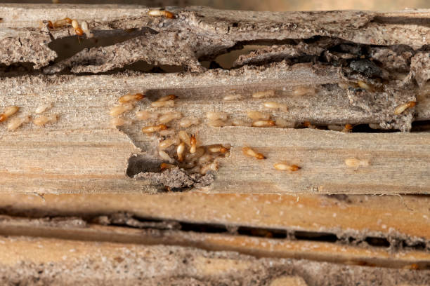 Spider Control Near Me in Sandy Hook, CT